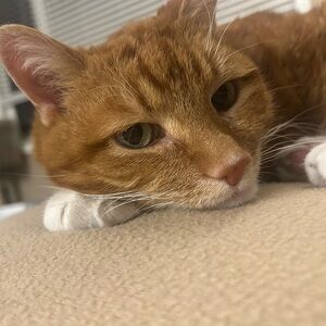 Meet your Posher, Nami